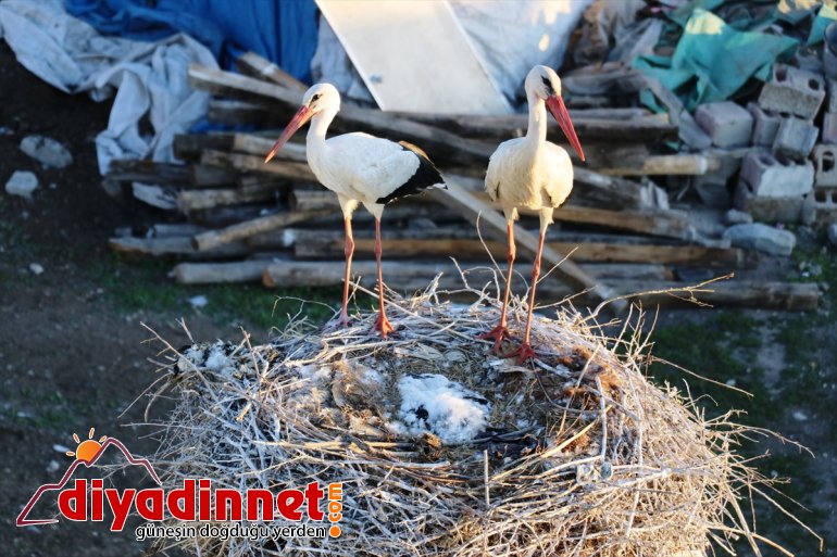 kuruyor yıllardır yerde köylülerin yuva Leylekler hazırladığı 6
