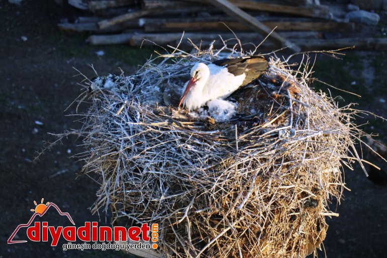 Leylekler hazırladığı köylülerin kuruyor yerde yuva yıllardır 7