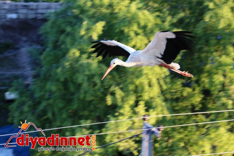 köylülerin hazırladığı Leylekler yıllardır kuruyor yuva yerde 8
