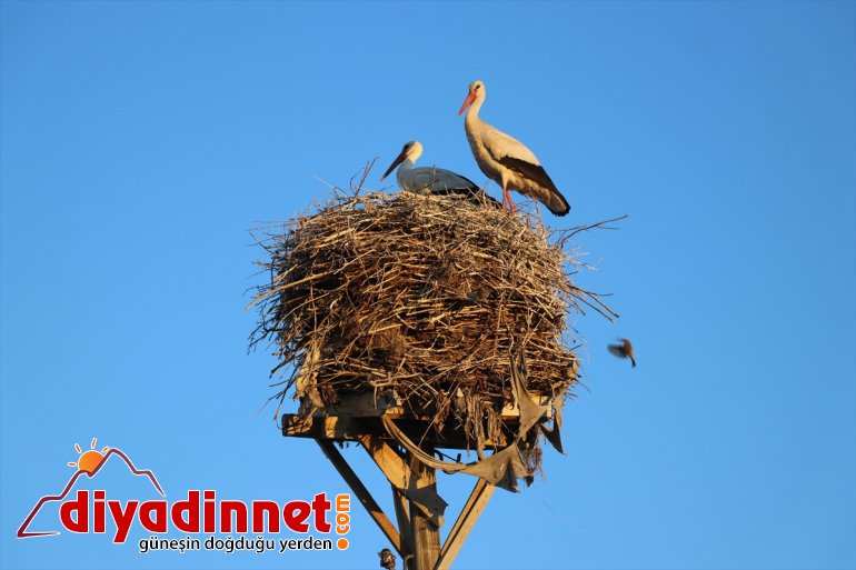 Leylekler hazırladığı köylülerin kuruyor yıllardır yuva yerde 9