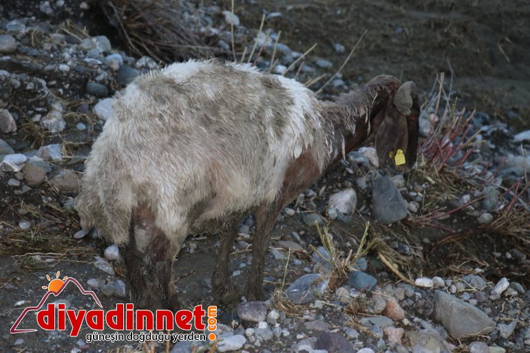 Ağrı da sel felaketinde işçiler ölümle burun buruna geldi8