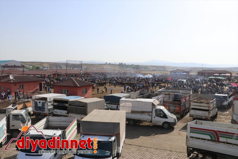 ağrı hayvan borsası2