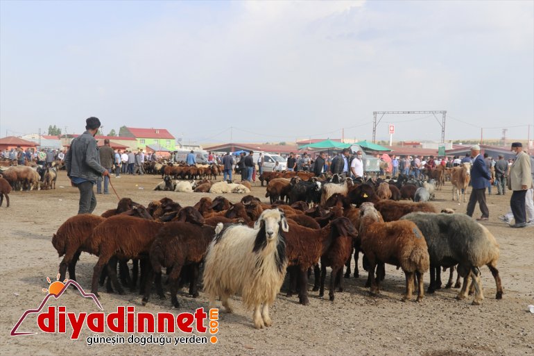 ağrı hayvan borsası3