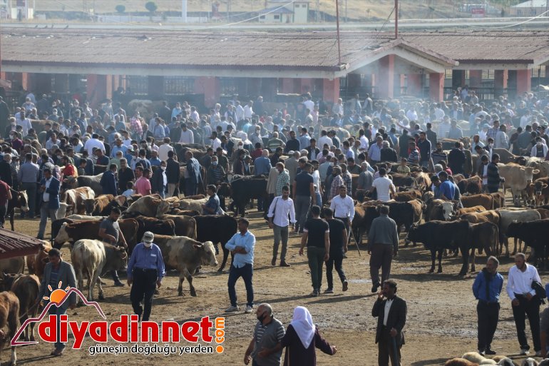 ağrı hayvan borsası4