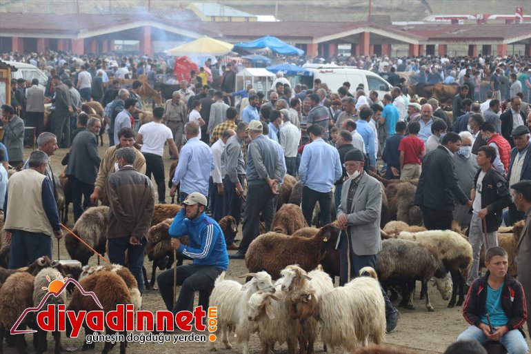 ağrı hayvan borsası5