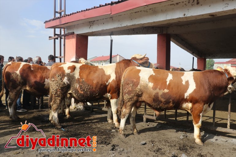 ağrı hayvan borsası6