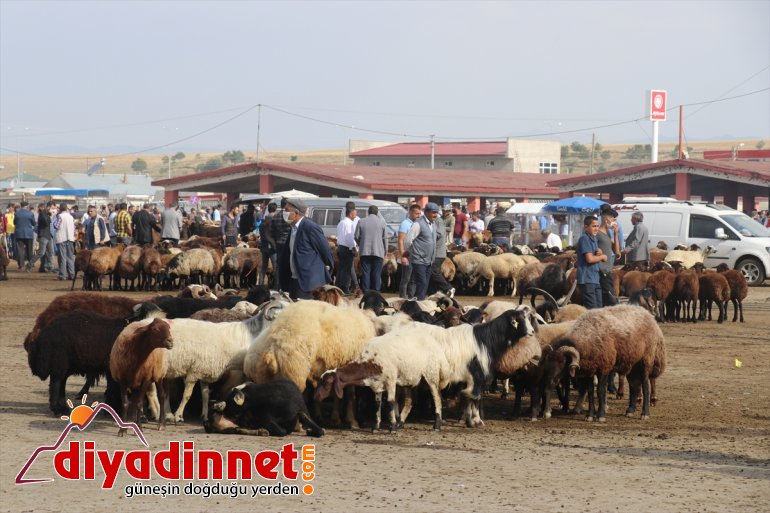 ağrı hayvan borsası7