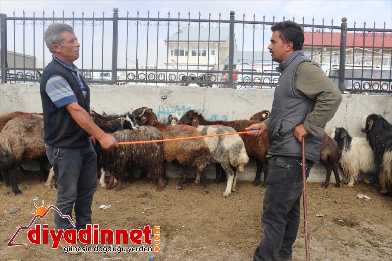 ağrı hayvan borsası8