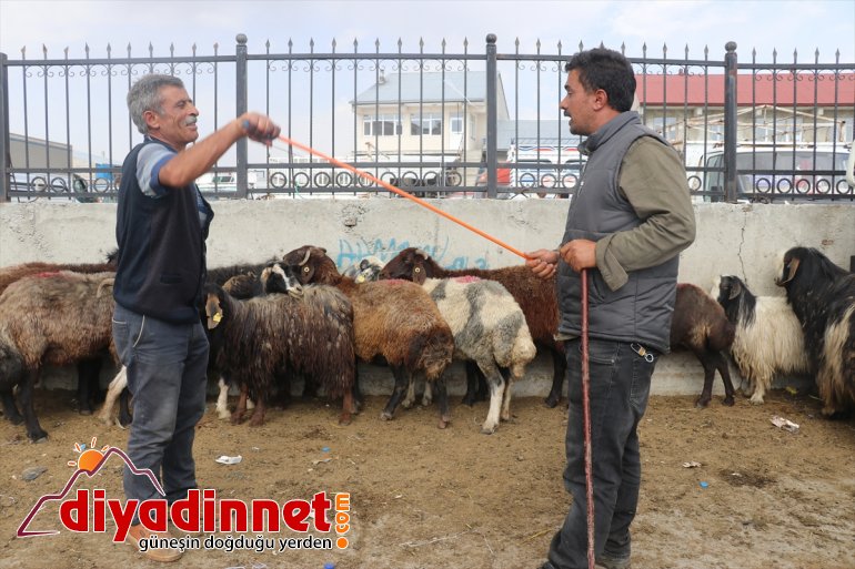 ağrı hayvan borsası9