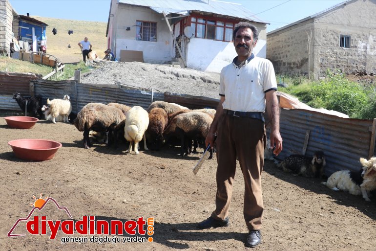 Ağrı'da ahırdan kaçan 50 küçükbaş kurbanlık arazide bulundu