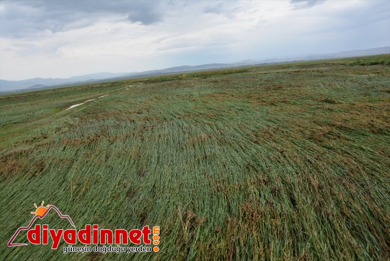 neden oldu olan sağanak Ağrı