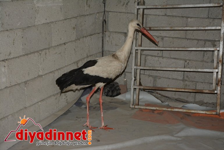 Ağrı'da kanadı kırılan leylek tedaviye alındı