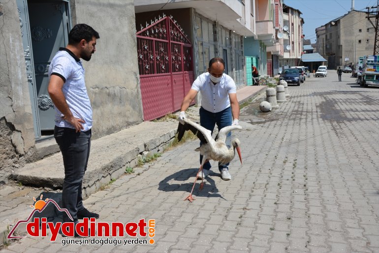 kanadı tedaviye kırılan Ağrı