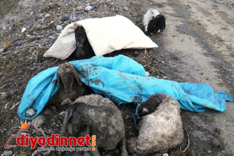 koyun yakın gördüğü telef Ağrı