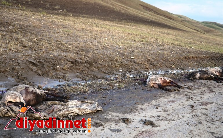 zarar koyun gördüğü selde 100