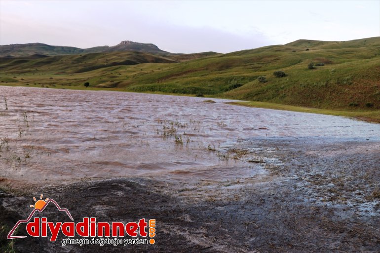 koyun zarar köylerin selde 100