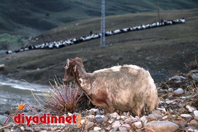 gördüğü oldu koyun zarar 100