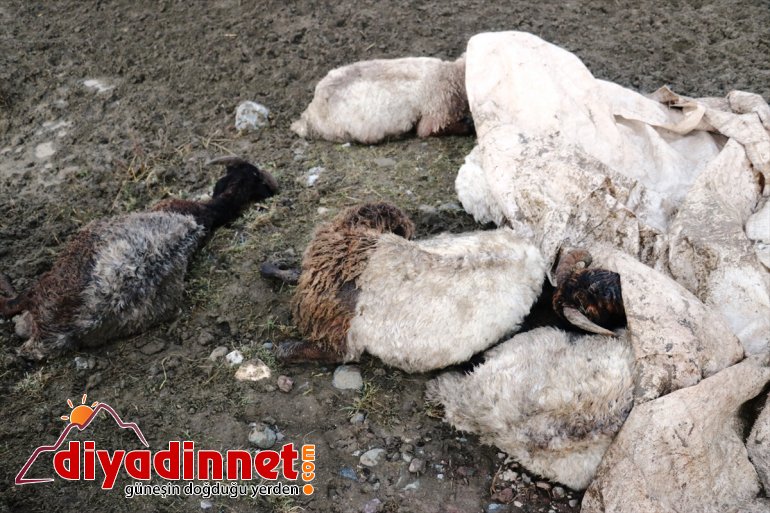 köylerin zarar koyun selde telef 100