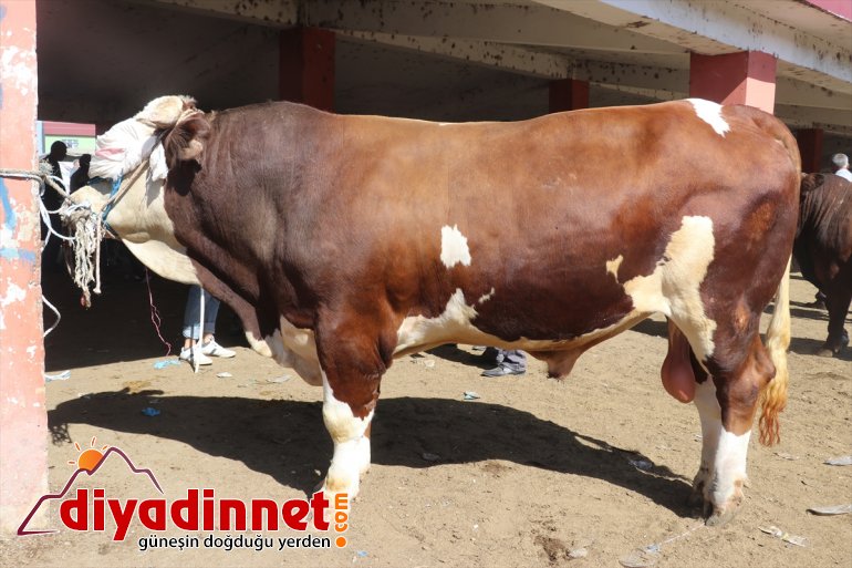 Bala ve bekliyor Ağrı