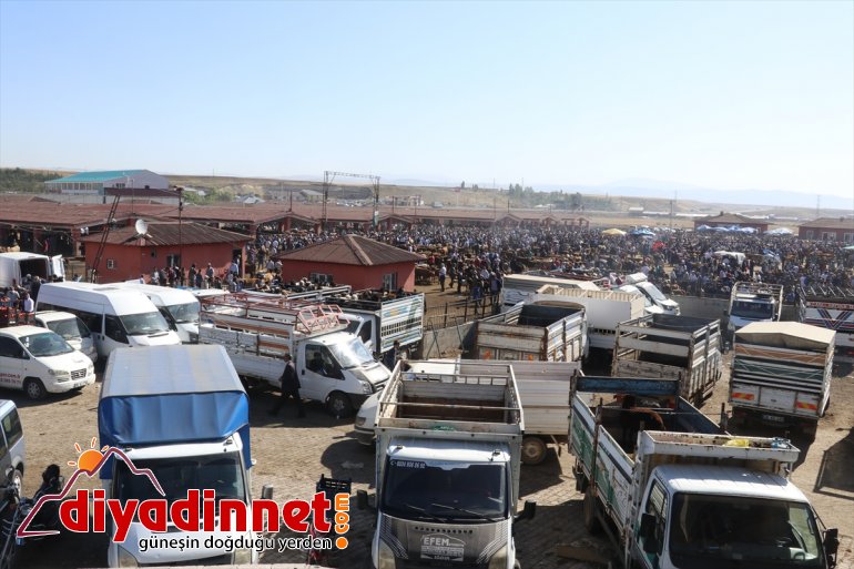 tonluk boğalar Bozo bekliyor Bala alıcısını ve Ağrı