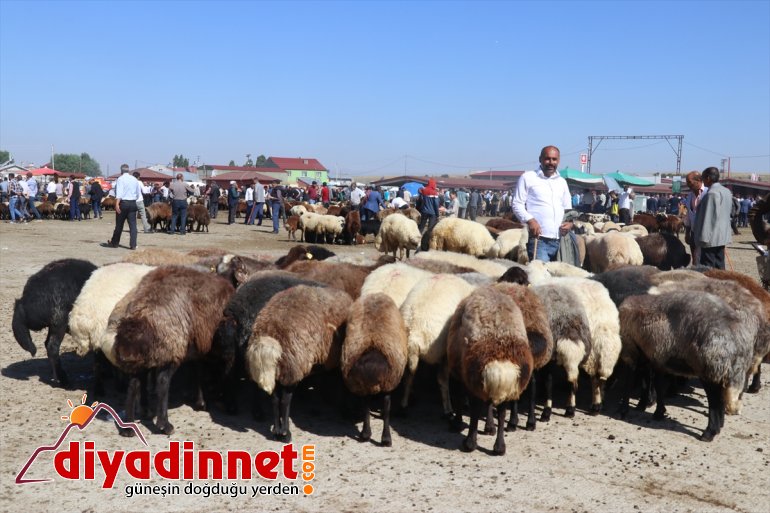 tonluk Bozo ve alıcısını boğalar Ağrı