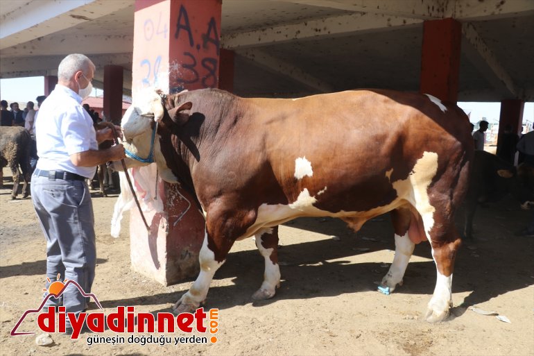 Bala ve alıcısını bekliyor tonluk Ağrı