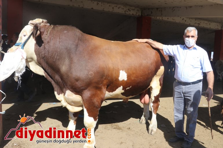 Bozo bekliyor tonluk alıcısını Ağrı