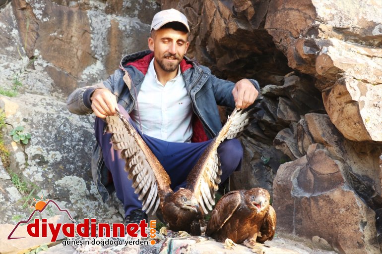 düşen kartal yavrularına şefkat yuvadan Ağrılı eli çobanlardan 2