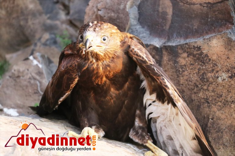eli kartal yuvadan çobanlardan yavrularına şefkat düşen Ağrılı 3