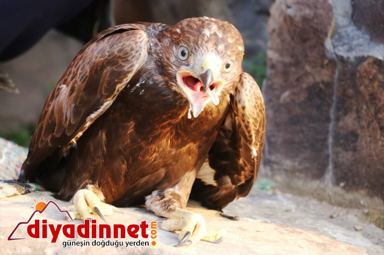 Ağrılı eli düşen kartal yuvadan yavrularına şefkat çobanlardan 4