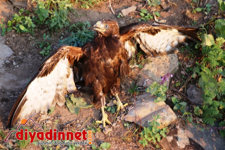 yavrularına kartal şefkat eli çobanlardan düşen yuvadan Ağrılı 5