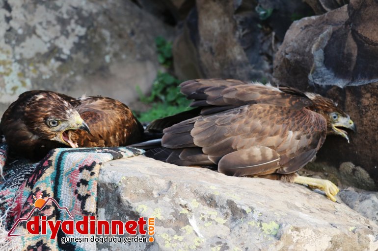 şefkat yavrularına Ağrılı kartal düşen eli yuvadan çobanlardan 6