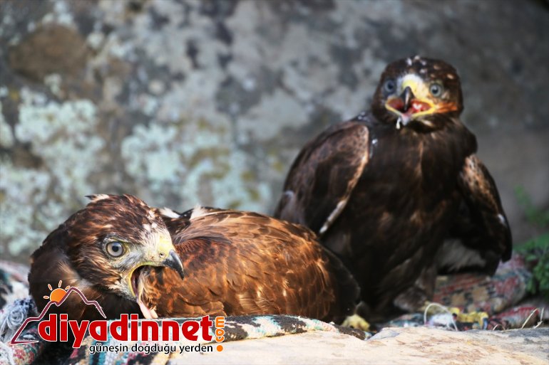 eli Ağrılı yuvadan çobanlardan kartal yavrularına şefkat düşen 7
