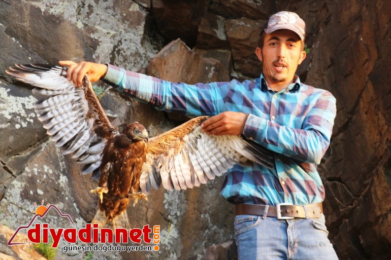 yavrularına Ağrılı eli çobanlardan yuvadan kartal düşen şefkat 8