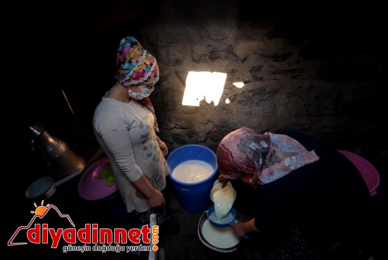 kazanlar Asırlık peyniri yakılıyor  çeçil usulü için imece lezzet 10