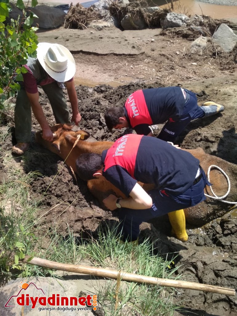 Ağrı'da bataklığa saplanan ineği itfaiye kurtardı