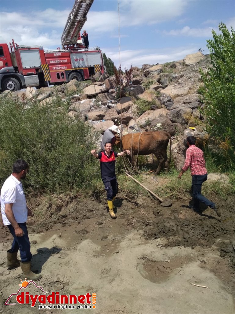saplanan kurtardı itfaiye ineği - AĞRI Bataklığa 2