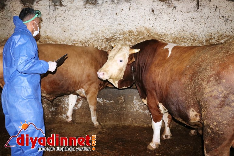 kazandı sevkiyatı Büyükşehirlere hız kurbanlık 1