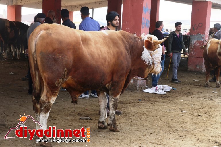 kazandı hız Büyükşehirlere sevkiyatı kurbanlık 2