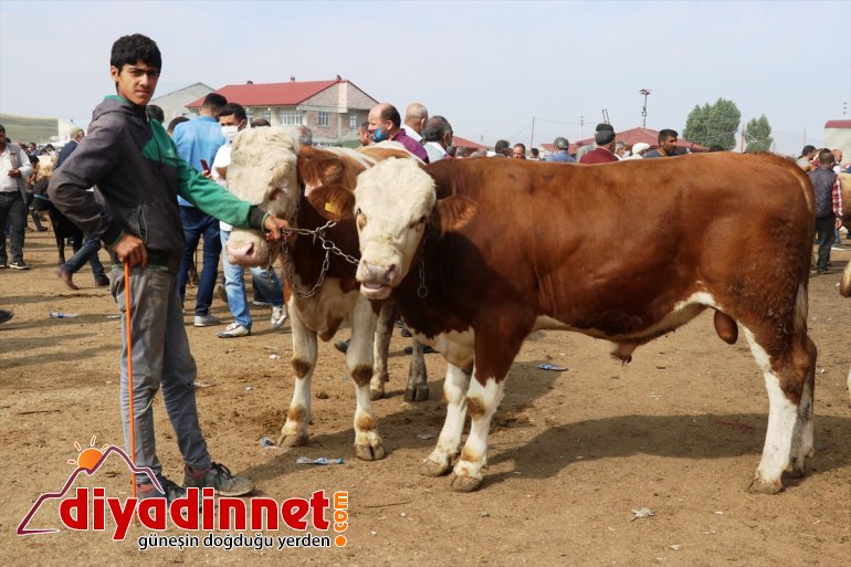 Büyükşehirlere sevkiyatı kazandı kurbanlık hız 11