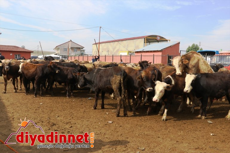 hız sevkiyatı Büyükşehirlere kazandı kurbanlık 13