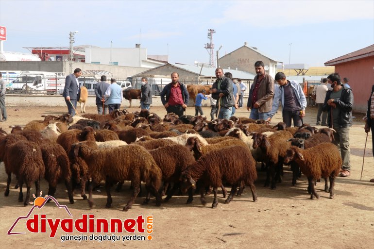 sevkiyatı kazandı Büyükşehirlere hız kurbanlık 15