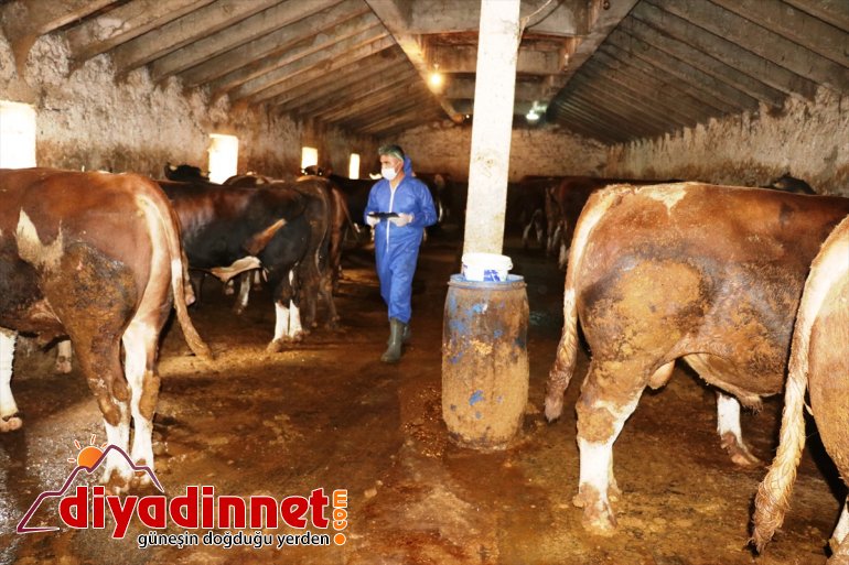 hız kazandı kurbanlık Büyükşehirlere sevkiyatı 17