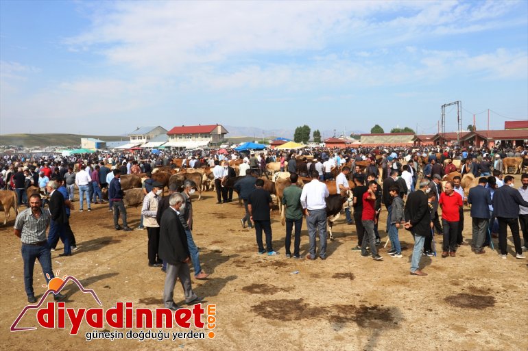 Büyükşehirlere kurbanlık sevkiyatı hız kazandı