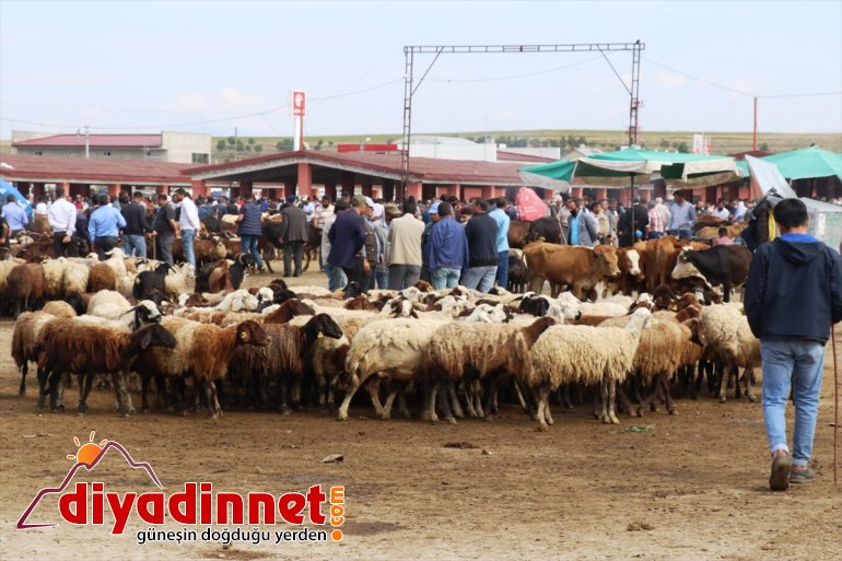 Büyükşehirlere hız kazandı kurbanlık sevkiyatı 19
