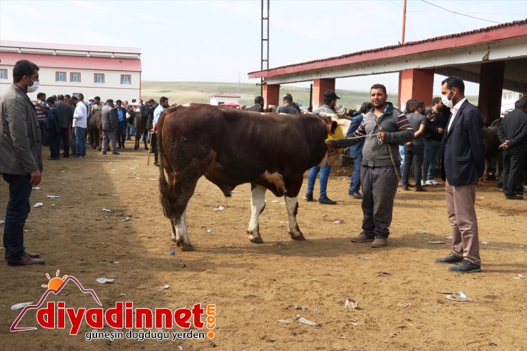 kazandı hız Büyükşehirlere kurbanlık sevkiyatı 6