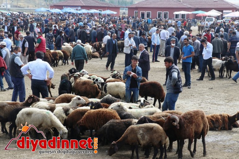 kurbanlık sevkiyatı Büyükşehirlere kazandı hız 7