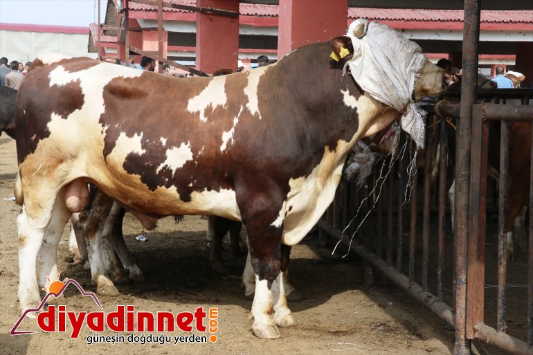 kazandı kurbanlık hız sevkiyatı Büyükşehirlere 9