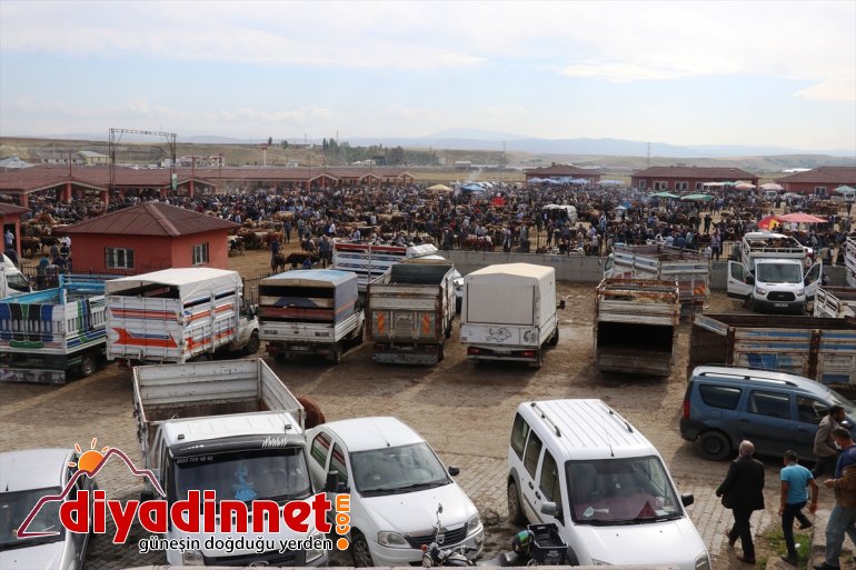 kazandı sevkiyatı hız Büyükşehirlere kurbanlık 10