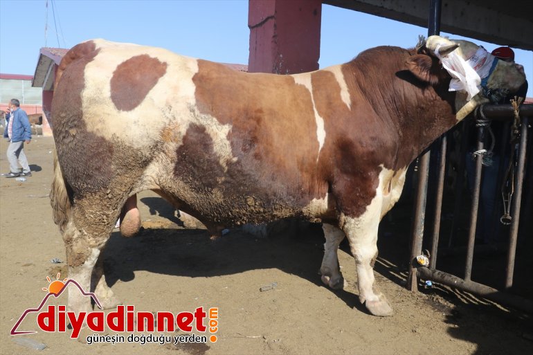 hareketliliği hayvan pazarlarında Doğu Anadolu